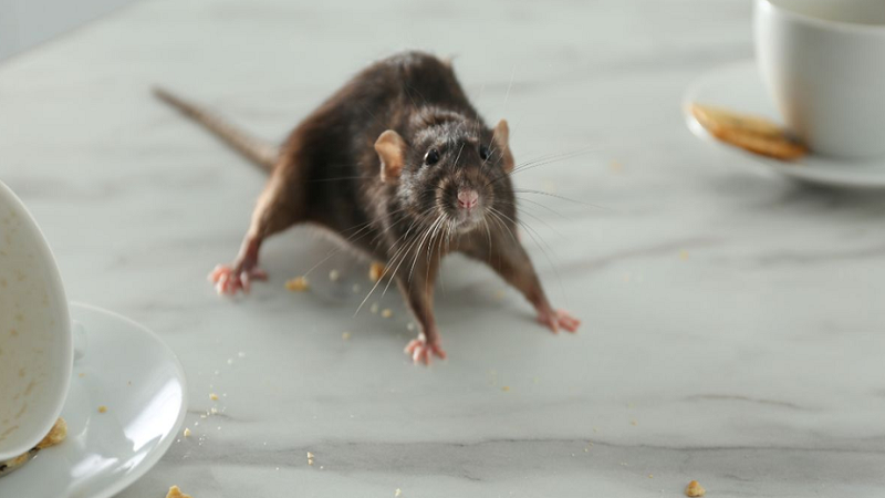 Legal Aspects of Rat Removal: Understanding Your Rights and Responsibilities